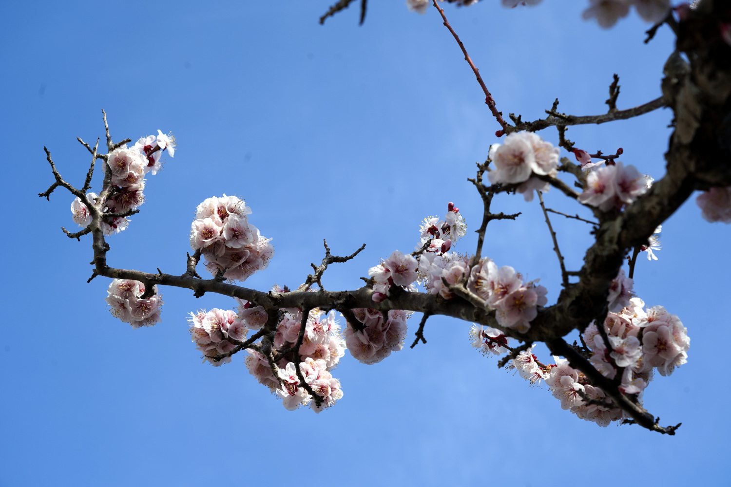 梅の花