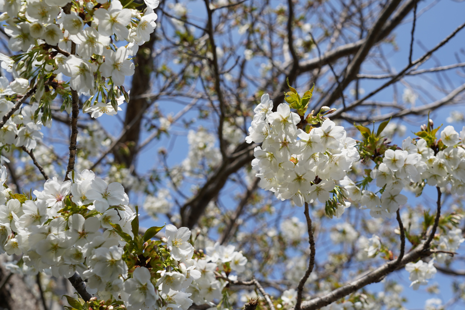 桜の花