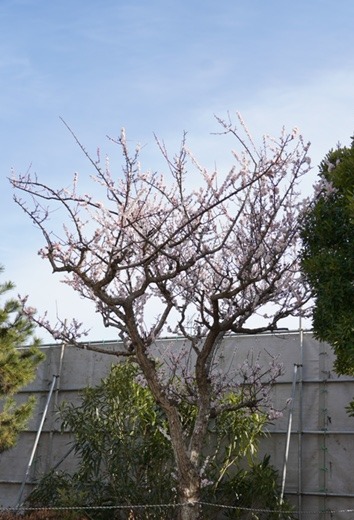 梅の花