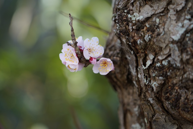 梅の花