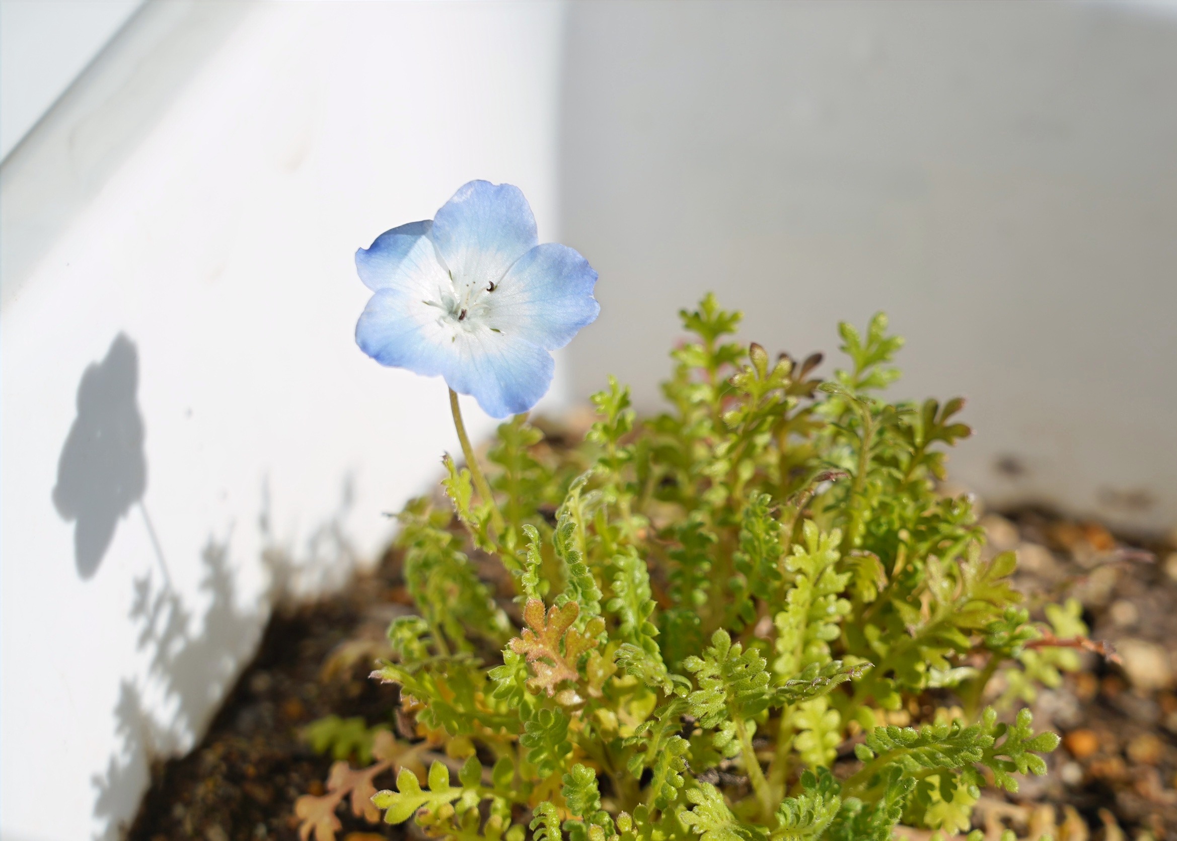 ネモフィラの花